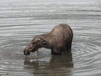 Moose in pond